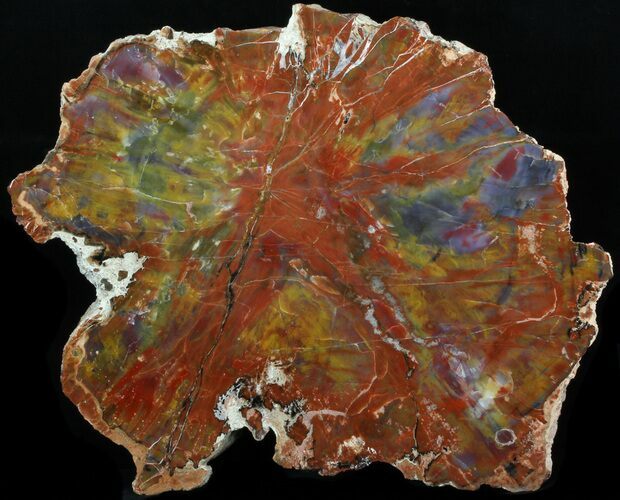 Tie-Die Arizona Petrified Wood End Cut - #41626